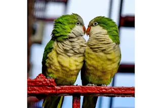 Monk parakeets - shutterstock