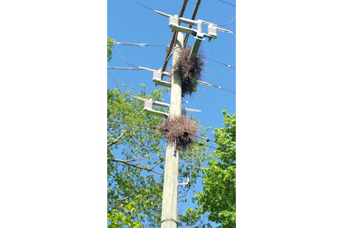 monk parakeet nest utility - Credit: Ronnie Gandolfi