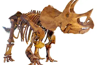 Triceratops - Commons