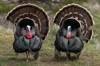pair of turkeys - shutterstock