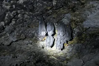 Bats