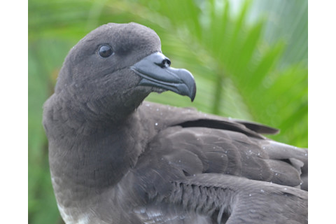 Tahiti Petrel - iNaturalist