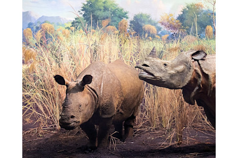 Javan Rhino - Wikimedia