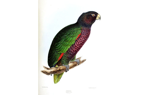 Imperial Amazon - Wikimedia