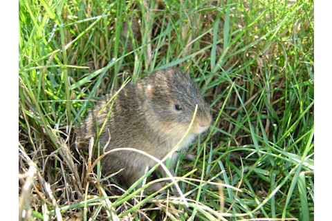 Cavia intermedia - Wikimedia