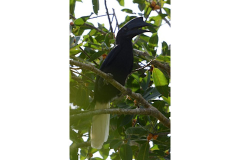 Sulu Hornbill - Lorenzo Vinciguerra