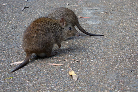 Potoroo - Julie Burgher