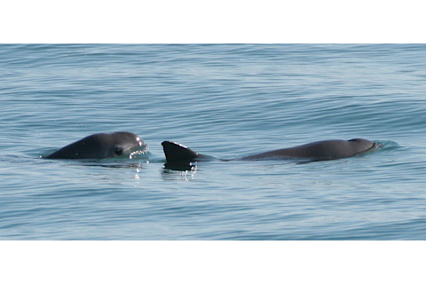 Vaquitas - Olson NOAA