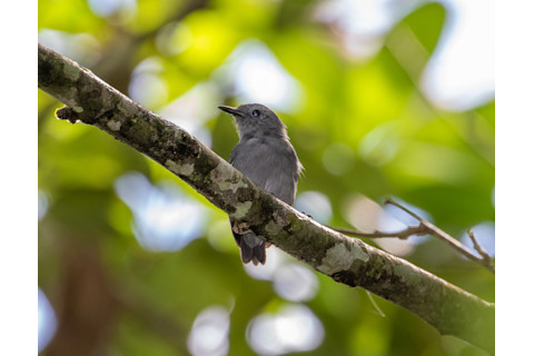 Leaden Antwren - Cullen Hanks