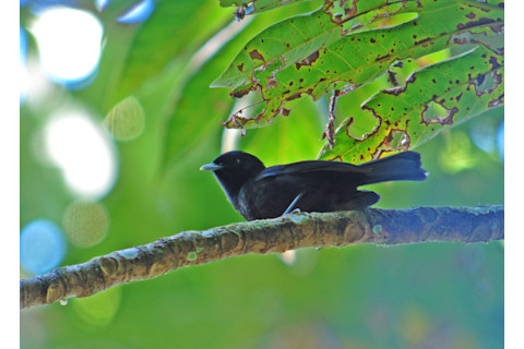 Tahiti monarch - Shutterstock