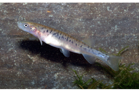 Galaxias longifundus - IUCN