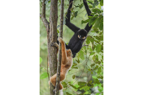 Southern Yellow Cheeked Gibbon - Dmitry Ivanov