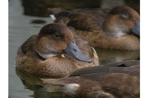 Madagascar Potchard - Frank Vassen