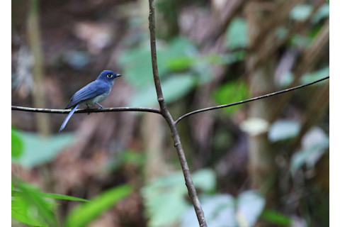 Cerulean paradise flycatcher - Shutterstock