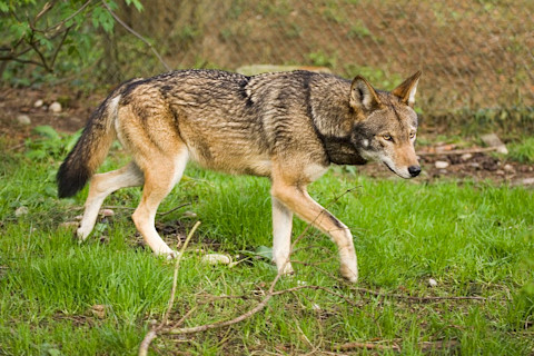 Red Wolf - Wikimedia