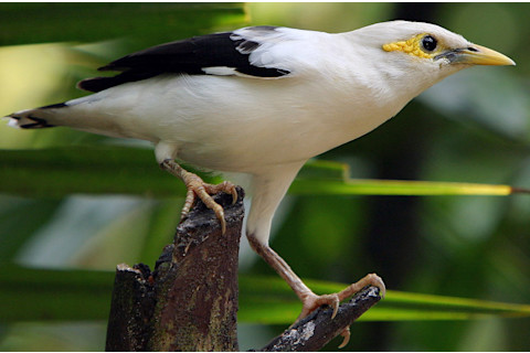 Black-winged starling - Doug Jansonjj