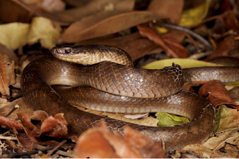 Ornate Ground Snake - Gregory Guida