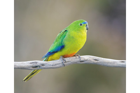 Orange Bellied Parrot - JJ Harrison