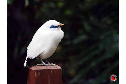 Bali Myna - Jonathan Leung