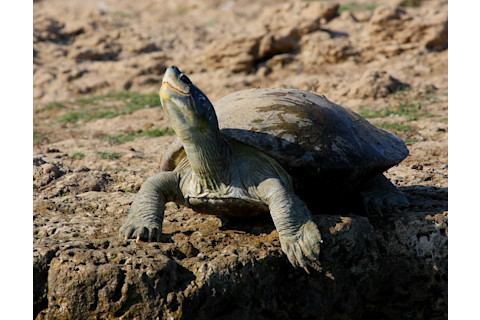 Red-Crowned Roofed Turtle - K S Gopi Sundar