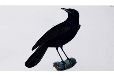 Fatu Hiva Monarch - Wikimedia Commons