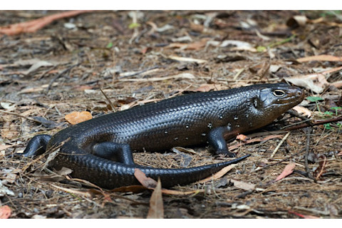 Bellatorias skink - Alan Wigginton