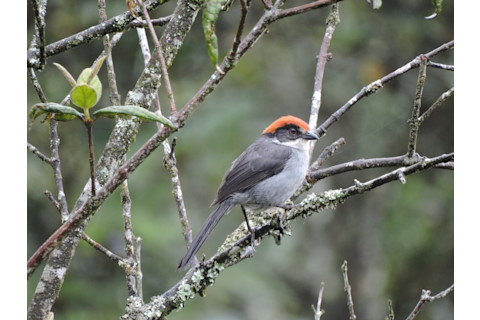 Antioquia Brushfinch - edwinmunera