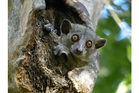 Red-Tailed Sportive Lemur - Frank Vassen