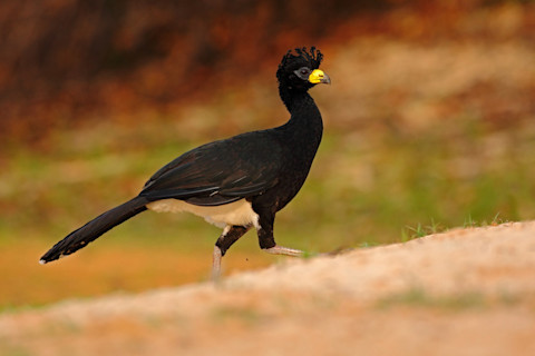 Bare-faced curassow - Shutterstock