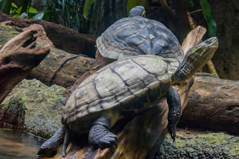 Vietnamese pond turtles - Shutterstock