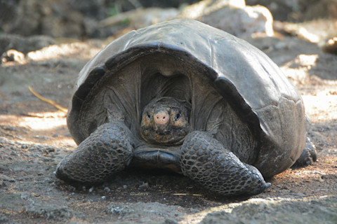 Fernandina Island Galapagos National Park Directorate - GTRI