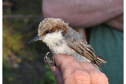 Bahama Nuthatch - Tom Benson
