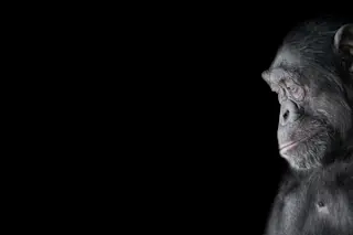 Chimpanzee - Shutterstock