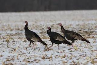 thanksgiving turkey