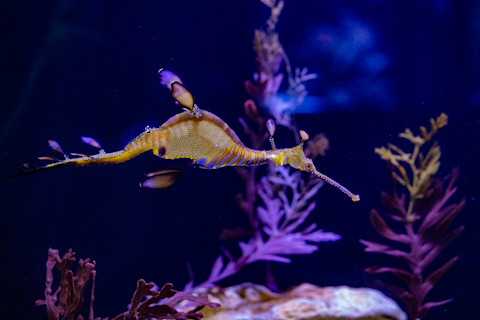 Weedy Sea Dragon