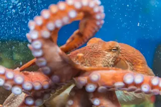 Octopus tentacles