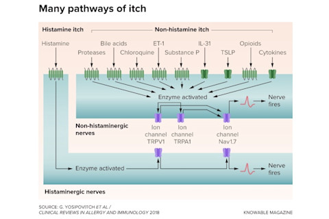 itch pathways