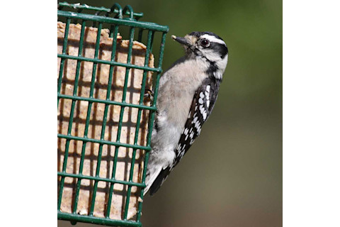 Downy woodpecker
