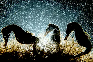 seahorse silhouette