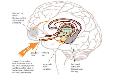 scent signals travel to the brain infograph - Shutterstock