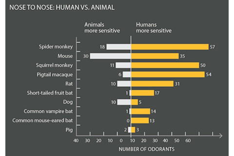 human versus animal nose chart - Alison Mackey/Discover