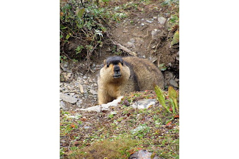 450px-Himalayan Marmot at Tshophu Lake Bhutan 091007 a