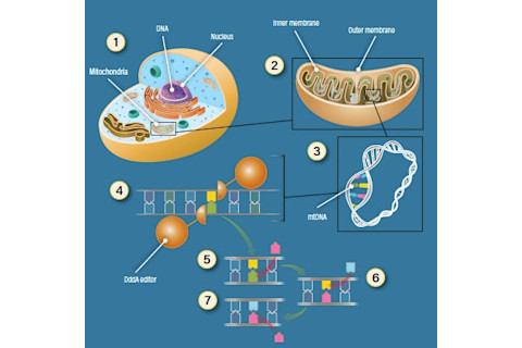 mtDNA edit graphic