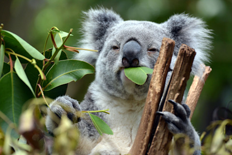 Koala eating eucalyptus
