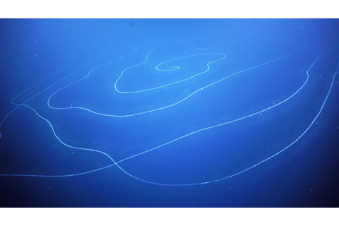 Siphonophore-SOI ROV-0003f