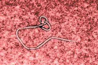 Ebola virus - Shutterstock