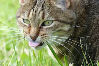 Cat chewing grass