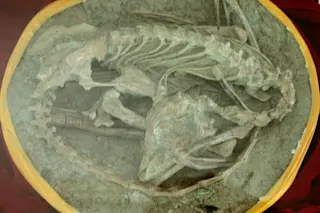 Mei Long fossil, sleeping dragon