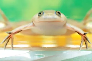 african clawed frog regrow limbs.