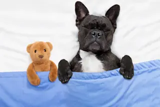 Dog dreaming